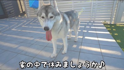 動き回って舌を出す犬