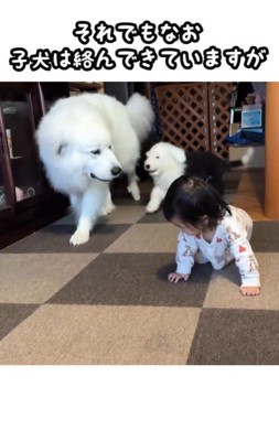 女の子が近づくと喧嘩を止めるシュシュちゃん5