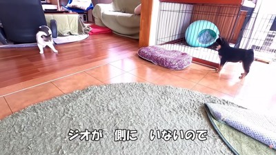 猫たちとの初対面も…