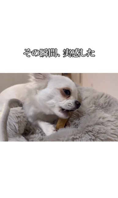 硬いおやつを食べるチワワ