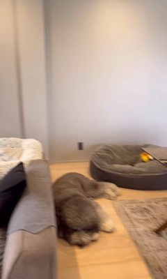 テレビを見るCOCOちゃん7