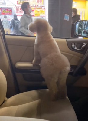 窓の外を眺める犬