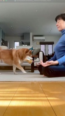口に袋を咥えて女性に近づく犬