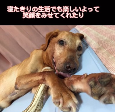 横になった状態で笑顔を見せる犬