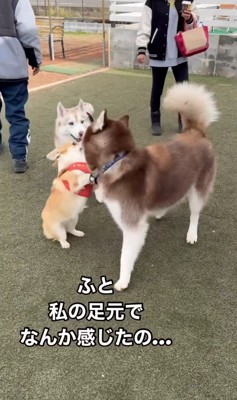 MARLEYくんのドッグランの楽しみ方3