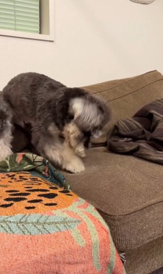 ぺぺ君が注意された時の反応2