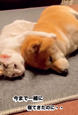 くっついて眠る2匹