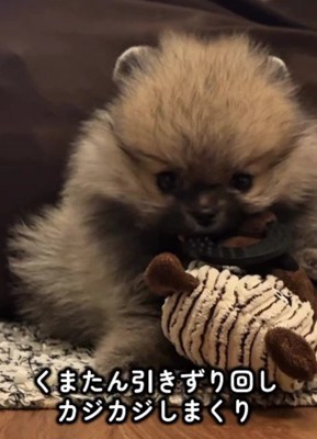 遊び倒して大喜び