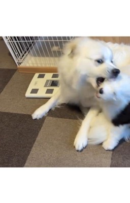 女の子が近づくと喧嘩を止めるシュシュちゃん9