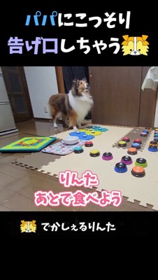 犬に声をかける女性