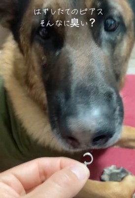 ピアスの匂いを嗅ぐ犬