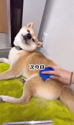 ブラッシング中のフクちゃん7