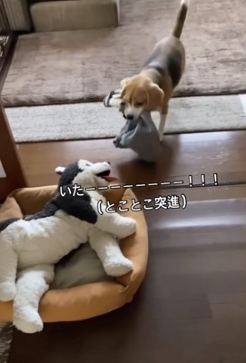 ぬいぐるみに近づく犬