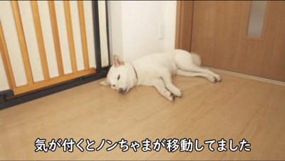 部屋の隅で眠る犬