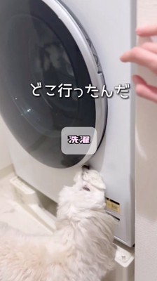 洗濯機の中を見つめる犬