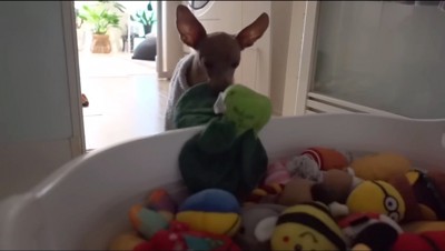 水に浸かった緑色のぬいぐるみを咥える犬