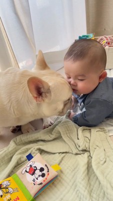 赤ちゃんに顔を近づける犬