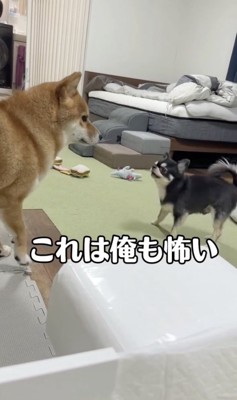 爆音の雷には勝てず