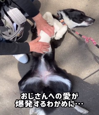 なでられる犬2