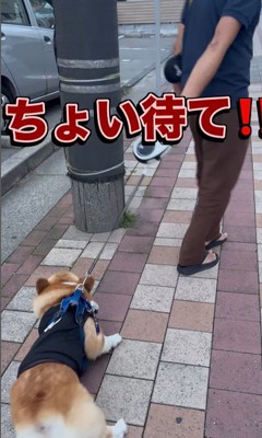 リードを持つ人が交代した時のジノくん9