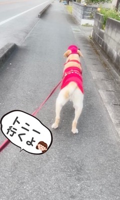 家の方向を気にする大型犬