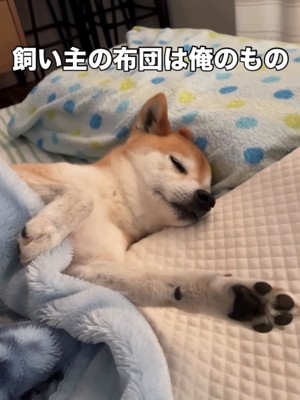 布団から顔と前足を出して眠る犬