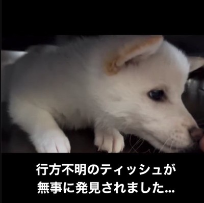 横を向いている白い子犬