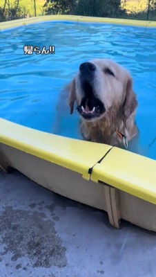 プールの中に入って飼い主へ声をあげる犬