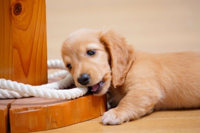 ロープを噛む子犬