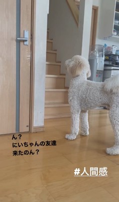 ドアを見つめる犬「にいちゃんの友達来たのん？」