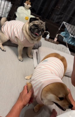 首をかしげるとんちゃん