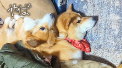 枕を奪われたスティーブくん4