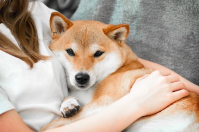 女性に甘える柴犬
