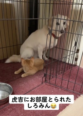 壁際に座る犬と寝転ぶ子猫