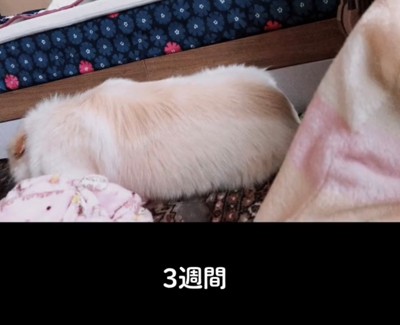 部屋の中で体を伸ばして寝る犬