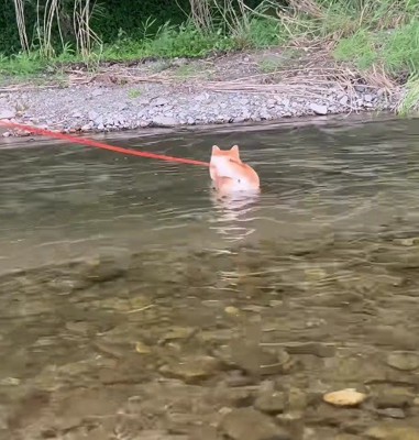 「これはいけそう…！」