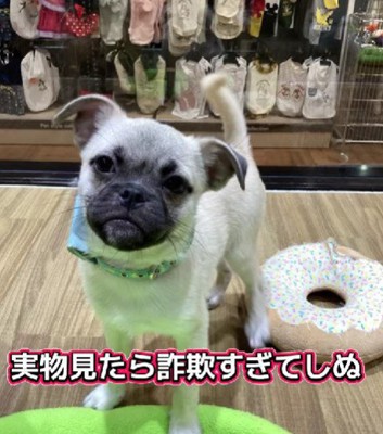 写真と何かが違う…！