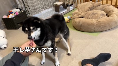 「え！干し芋！？」