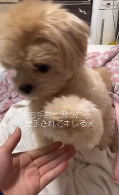 飼い主さんに突進するじぷくん