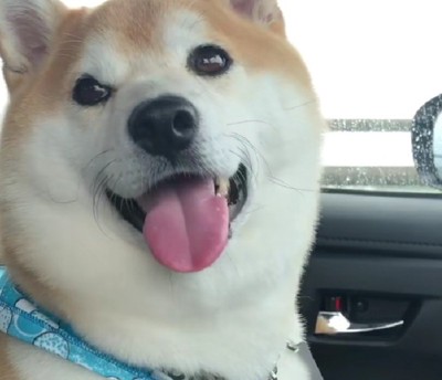 ドライブが大好き