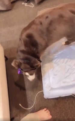 立ち上がるテールちゃん