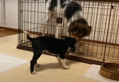 ケージに入った犬に挨拶する子犬