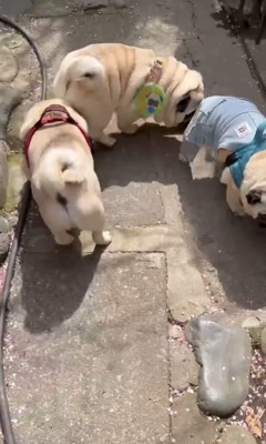 電車のように連結するパグの兄弟5