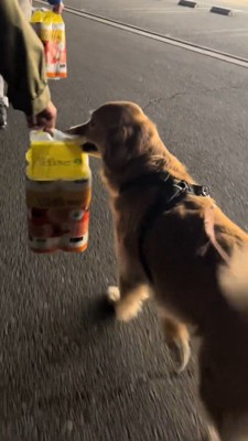 飼い主が持っている荷物を加える犬