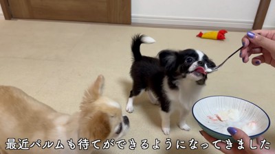 ピノちゃん&パルムちゃんのアイス争奪戦7