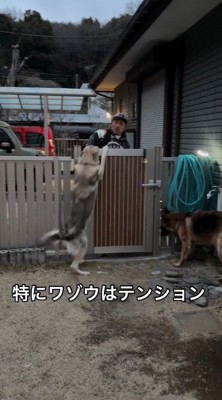 柵に手をかけるチェコスロバキアン・ウルフドッグと、近くに待機するジャーマンシェパード