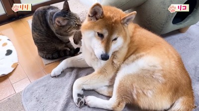 猫ににおいを嗅がれる犬