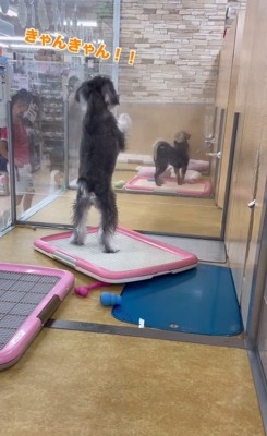 とっても暴れん坊!