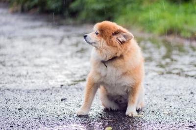 濡れた地面に座るポメラニアン