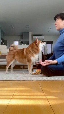 見つめ合う犬と女性